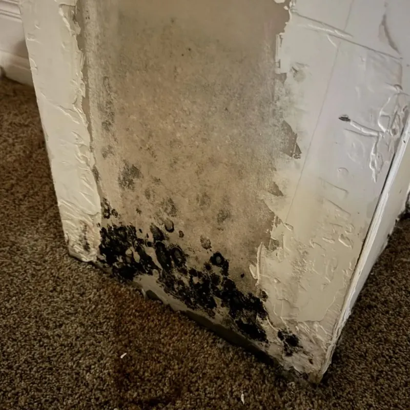 Professional Mold Removal in Meriwether County, GA